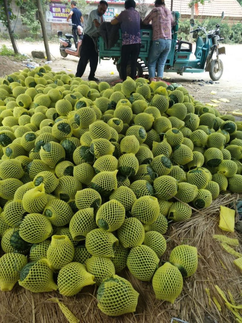 大棚种植精品特小凤西瓜皮薄多汁现摘现发大量上市中