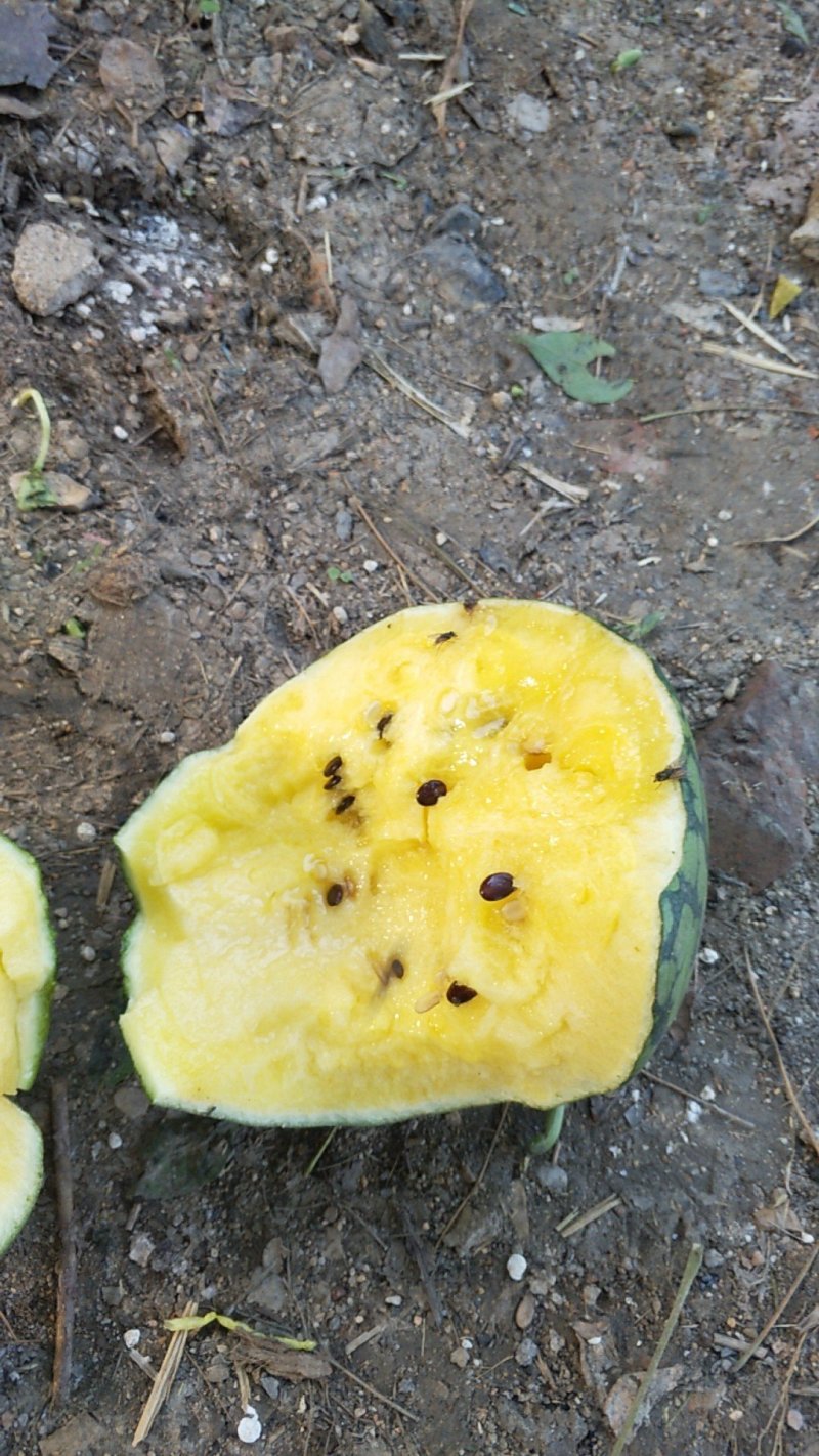 大棚种植精品特小凤西瓜皮薄多汁现摘现发大量上市中