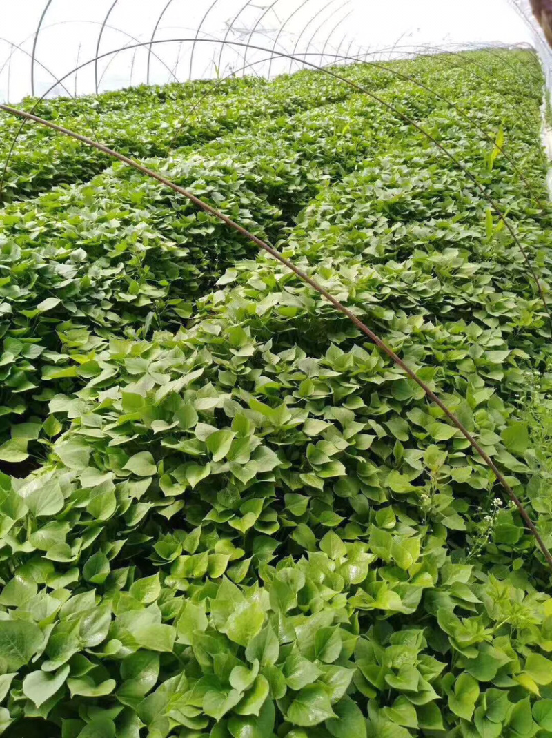 龙薯九红薯苗