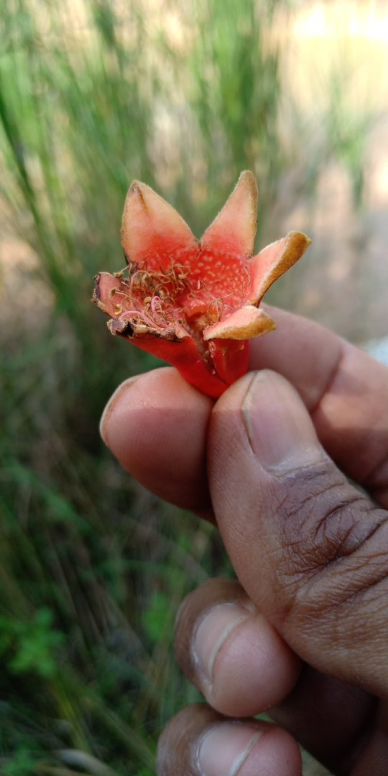 石榴花