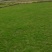 贵安新区高峰草皮基地，专业供应马尼拉草皮