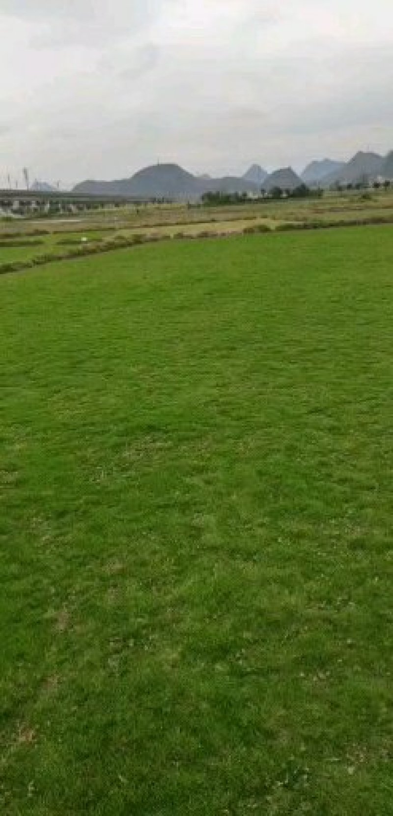 贵安新区高峰草皮基地，专业供应马尼拉草皮