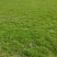 贵安新区高峰草皮基地，专业供应马尼拉草皮