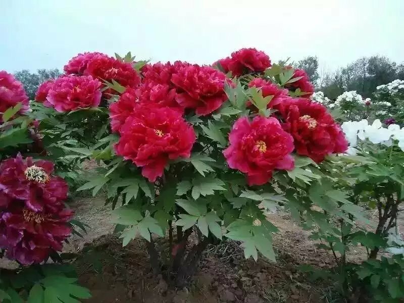 菏泽基地直发，观赏牡丹苗，牡丹苗，保品种保质量，现要现挖