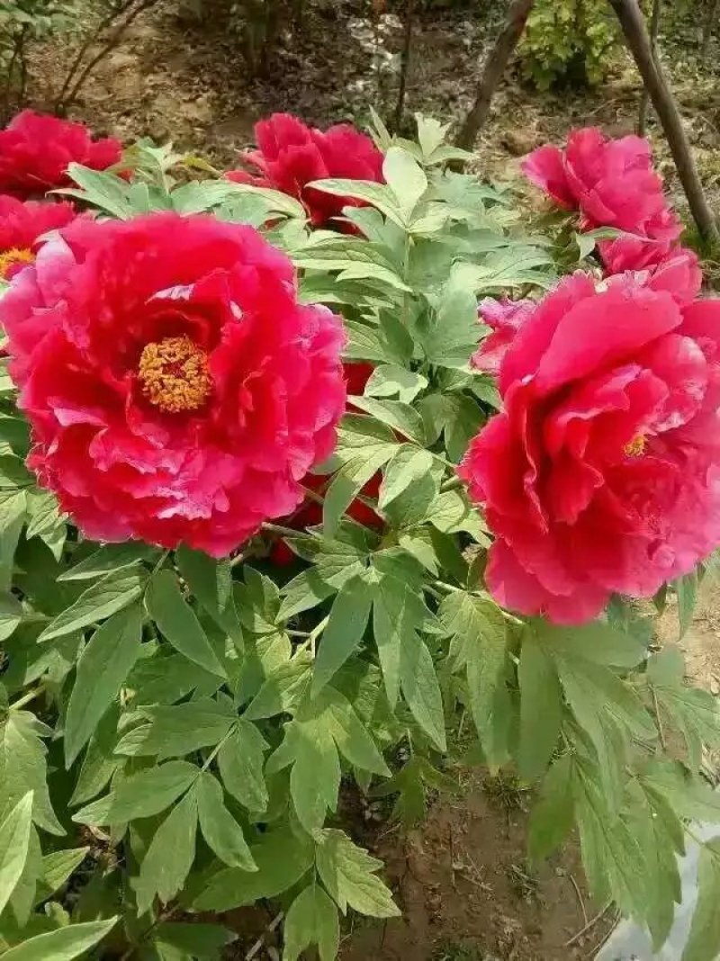 菏泽基地直发，观赏牡丹苗，牡丹苗，保品种保质量，现要现挖