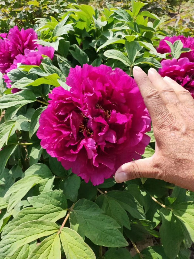 菏泽基地直发，观赏牡丹苗，牡丹苗，保品种保质量，现要现挖