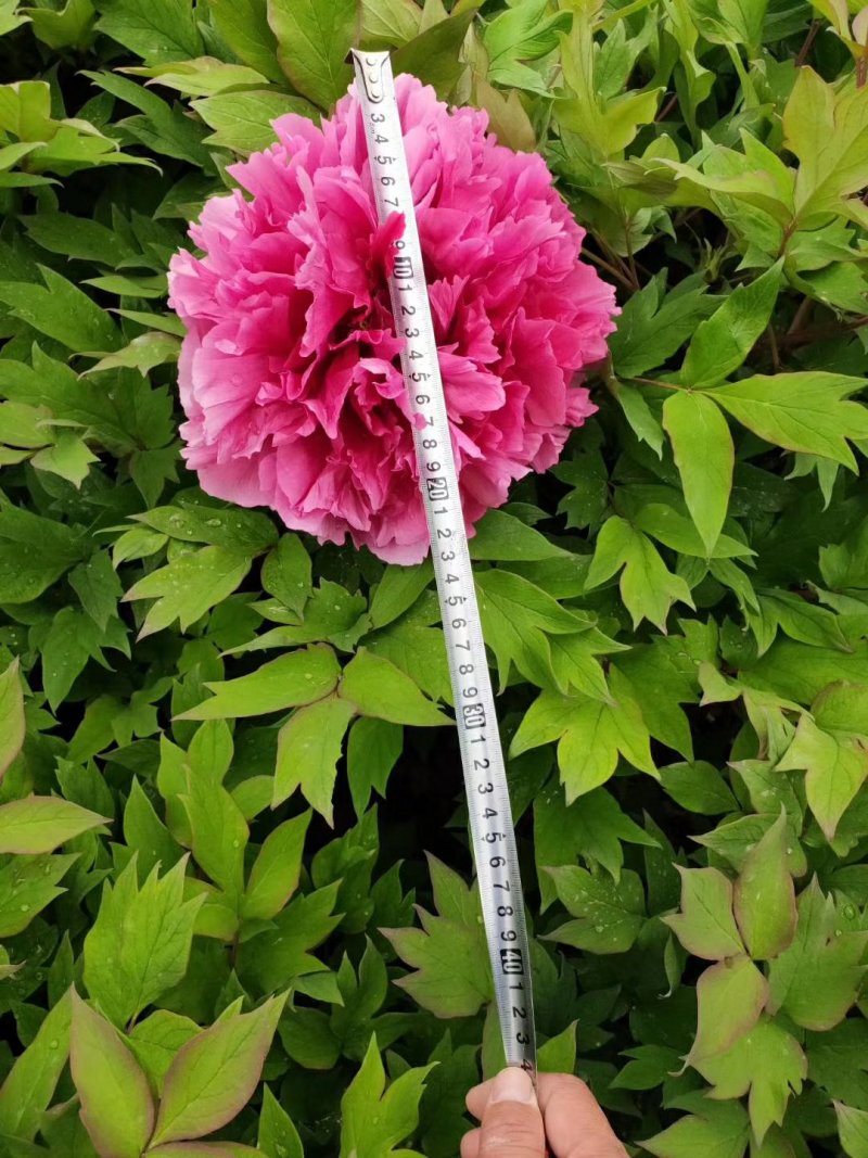 菏泽基地直发，观赏牡丹苗，牡丹苗，保品种保质量，现要现挖