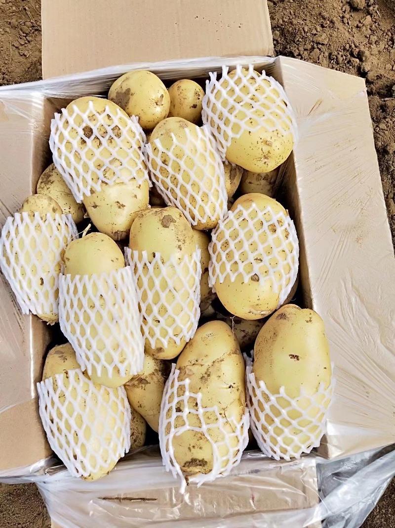 《推荐》大棚新土豆，黄皮黄瓤荷兰十五土豆基地大量出货