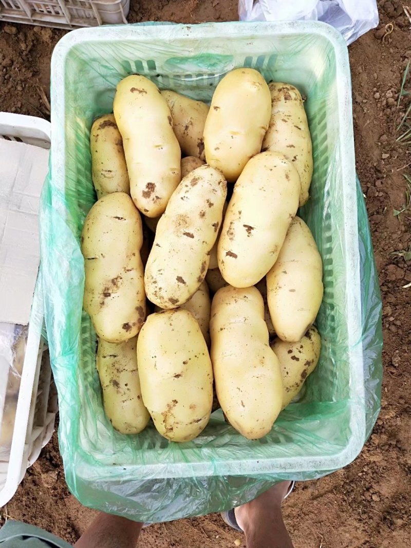 沃土土豆，V7土豆，黄皮黄瓤，山东肥城，基地直供全国发货
