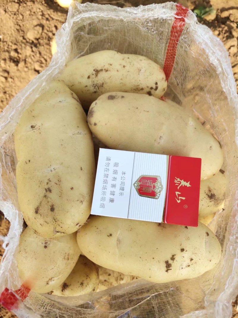 山东土豆，济南土豆，平阴土豆大量供应黄皮黄瓤土豆基地