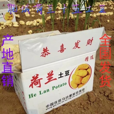 山东土豆,济南土豆,平阴土豆大量供应黄皮黄瓤土豆基地