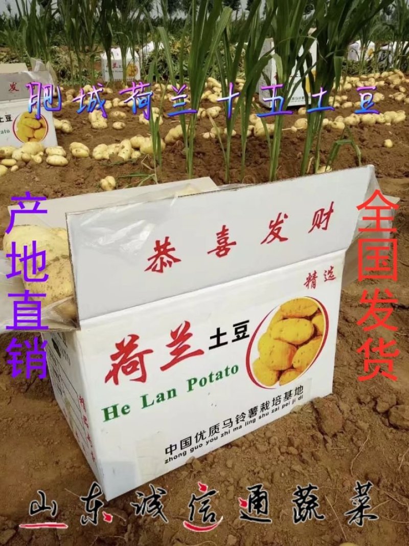 山东土豆，济南土豆，平阴土豆大量供应黄皮黄瓤土豆基地