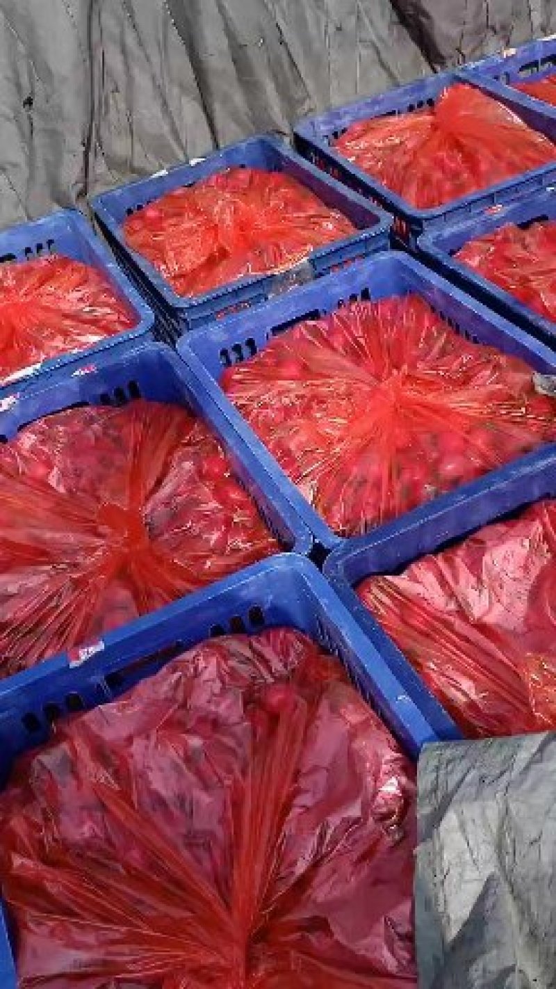 山东千禧圣女果，产地大量长期供货超市，电商，社区