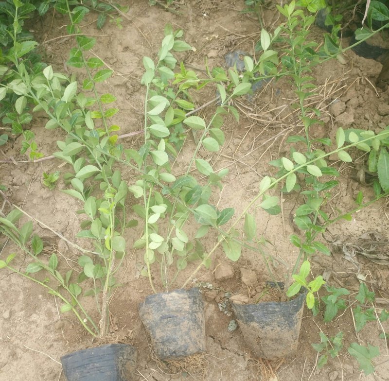 爬行卫茅