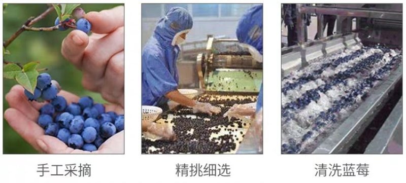 蓝莓果味酒口感清甜一件四瓶产地直供支持批发零售