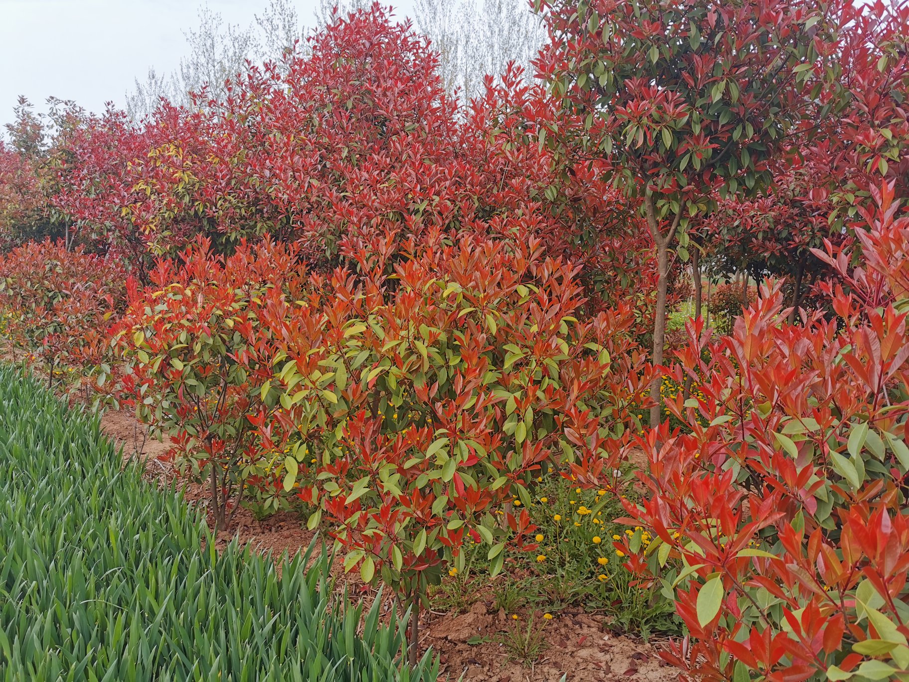 一株处于生长期的红叶石楠,展示其密集的枝条结构和顶端鲜红色的新叶,植株呈圆形灌丛状,种植于城市绿地中,背景为草坪与步道,阳光充足,叶片反光明显 红叶石楠整体植株形态