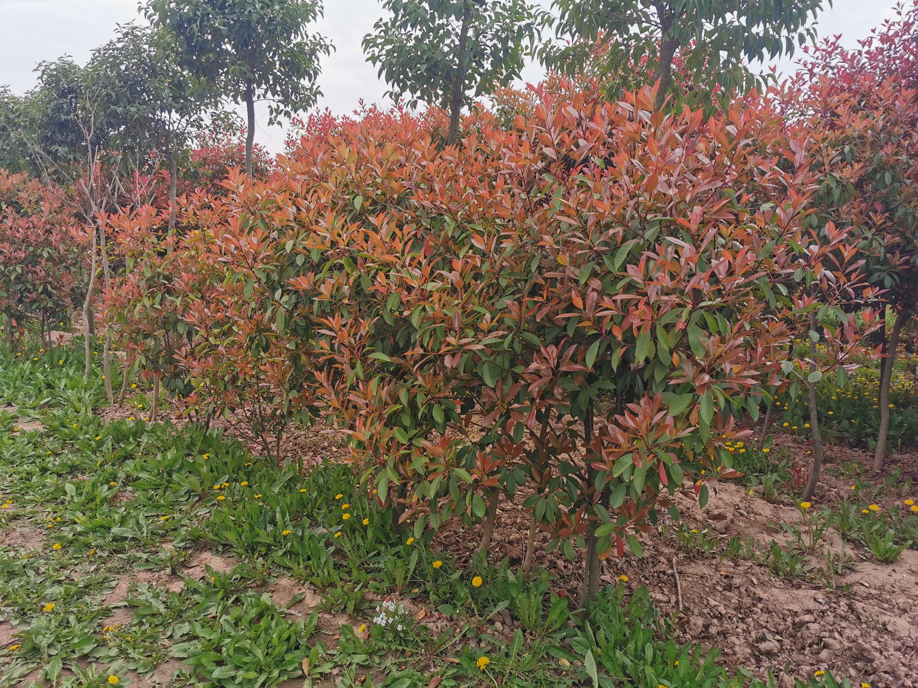 红叶石楠在阳光下展现出鲜艳的红色新叶