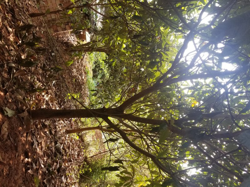 香泡~枇杷~栾树
