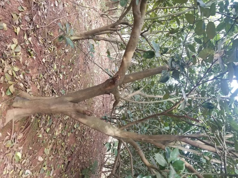 香泡~枇杷~栾树