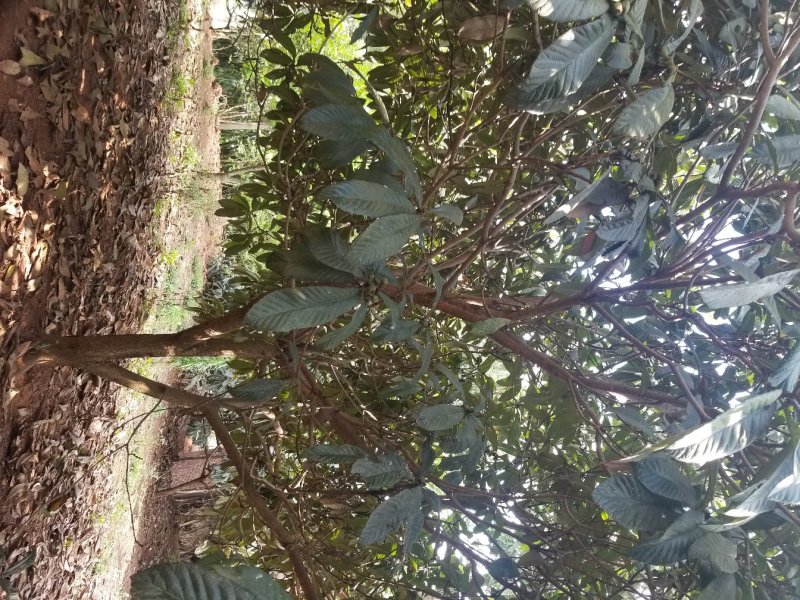 香泡~枇杷~栾树