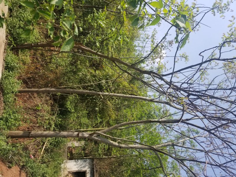 香泡~枇杷~栾树