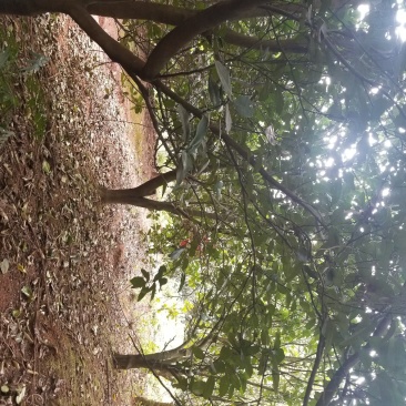 香泡~枇杷~栾树