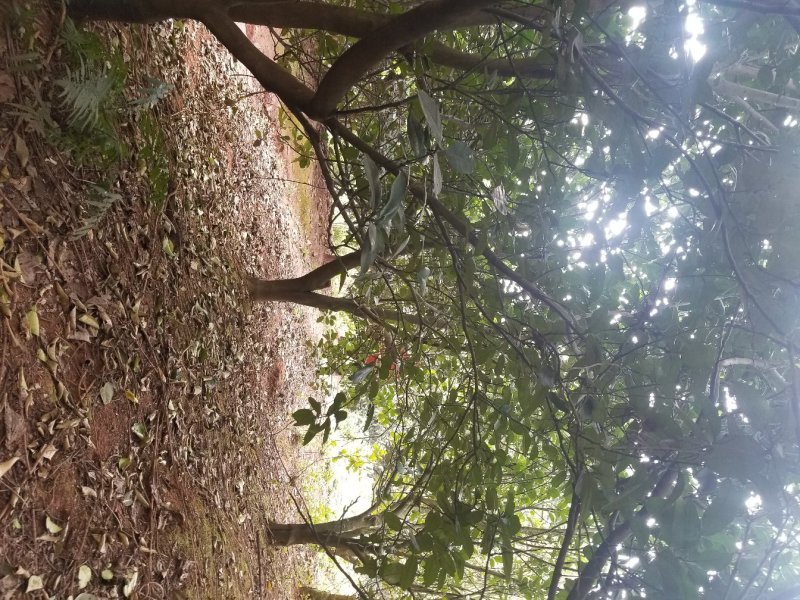 香泡~枇杷~栾树