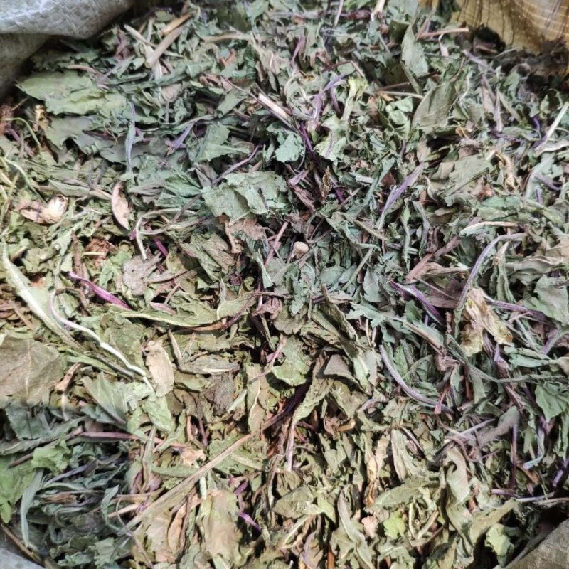蒲公英家种蒲公英各种草药类中药材