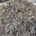 蒲公英家种蒲公英各种草药类中药材