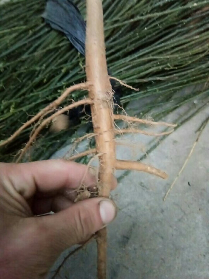 钙果苗，国槐小苗