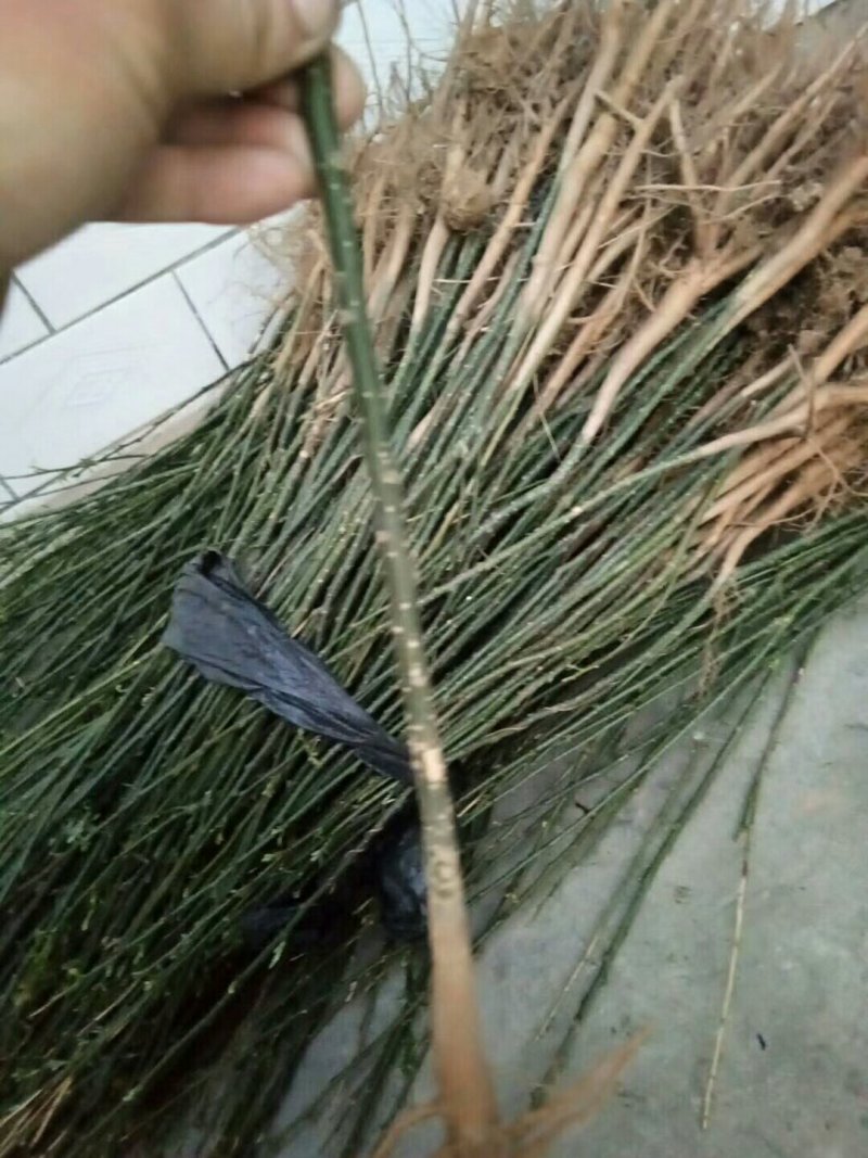钙果苗，国槐小苗