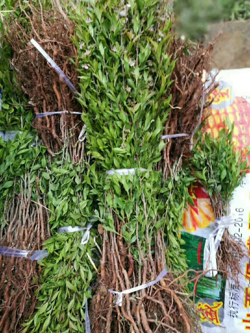 钙果苗，国槐小苗