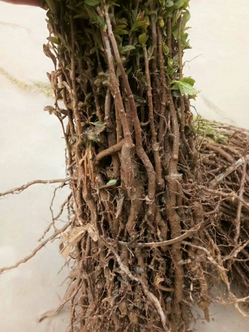钙果苗，国槐小苗