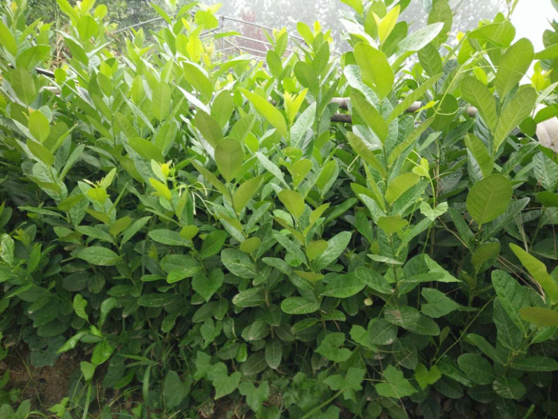 视频选苗带果发货四季清香嫁接柠檬苗品种齐全盆栽地栽苗