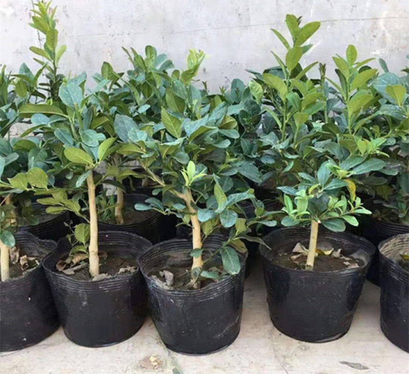 视频选苗带果发货四季清香嫁接柠檬苗品种齐全盆栽地栽苗