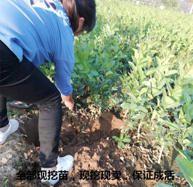 视频选苗带果发货四季清香嫁接柠檬苗品种齐全盆栽地栽苗