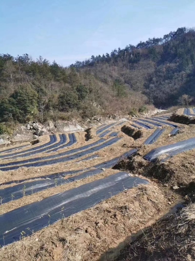 除草布