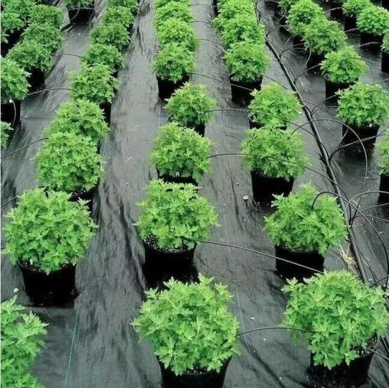 除草布