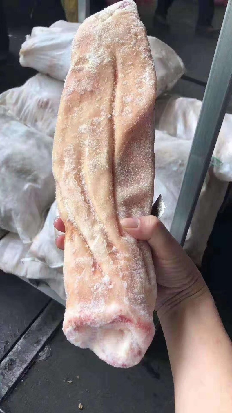 深海鲨鱼肚，鲨鱼肚条，厂家直接供应！欢迎垂询！