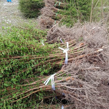 【精品】水杉苗，湖北水杉，基地直发，大量现货全国供应