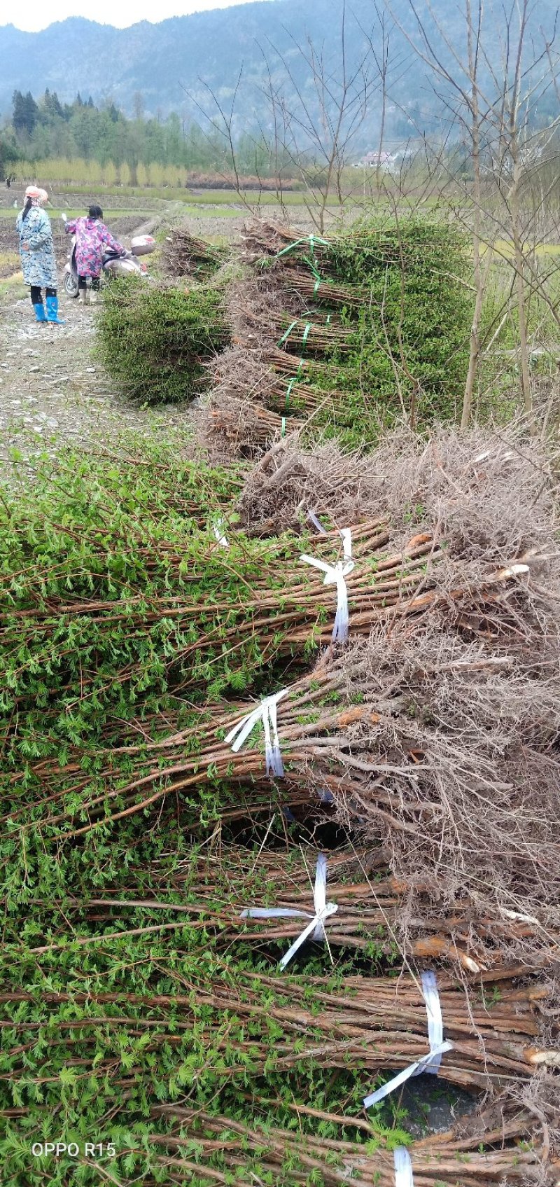 【精品】水杉苗，湖北水杉，基地直发，大量现货全国供应