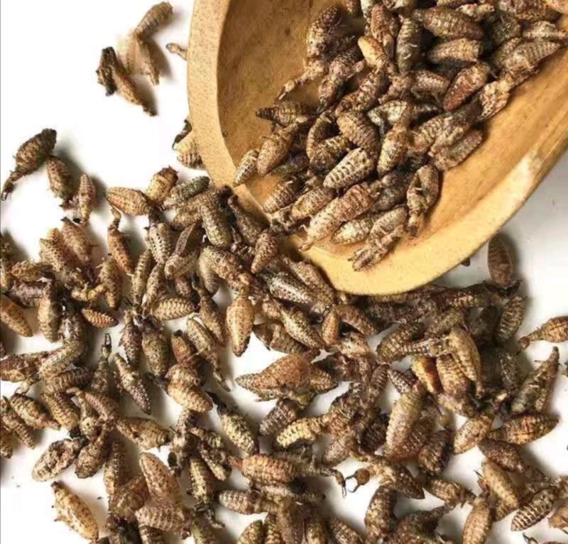 蚁狮，道地药材，质优价实，品质保证，药典标准一公斤起批