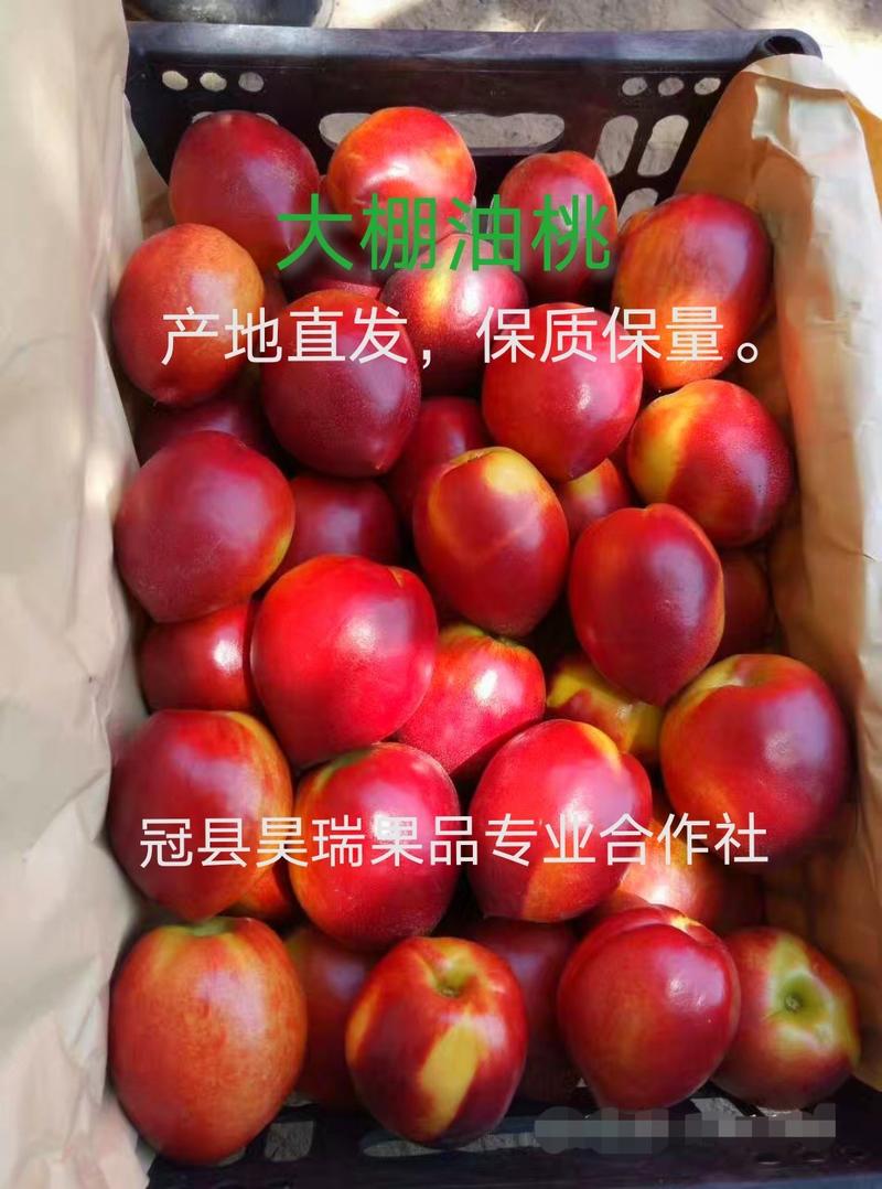 冠县油桃中油5号优质油桃批发，量大从优，诚信经营。