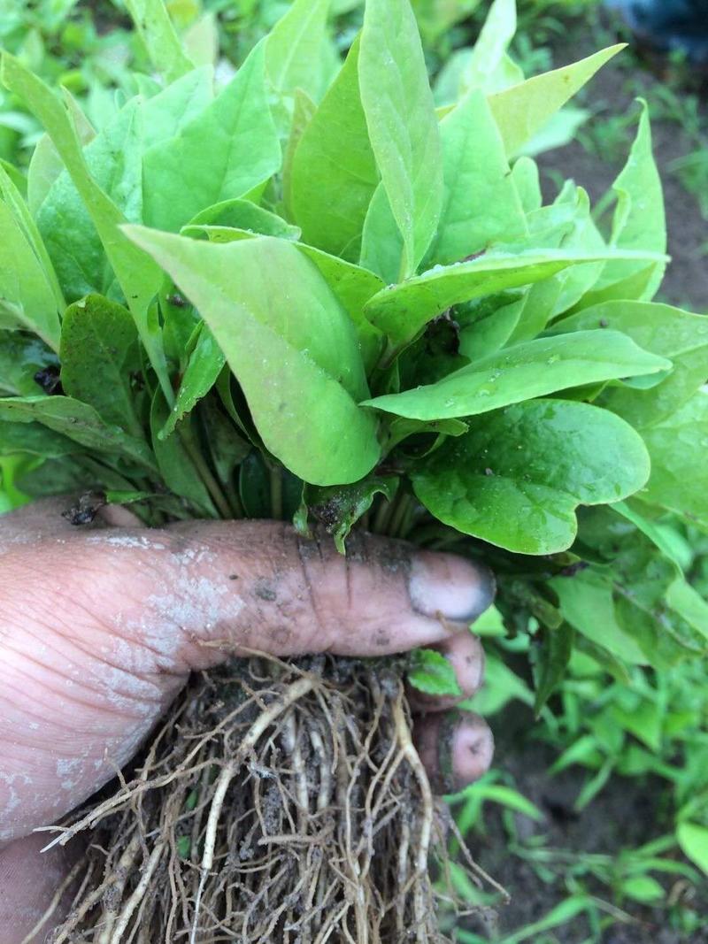 山玉兰芽苗辛夷小苗山玉兰小苗