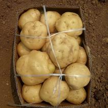 土豆上市中品保证中暑大量有货量大从优支持电商大型超市团购