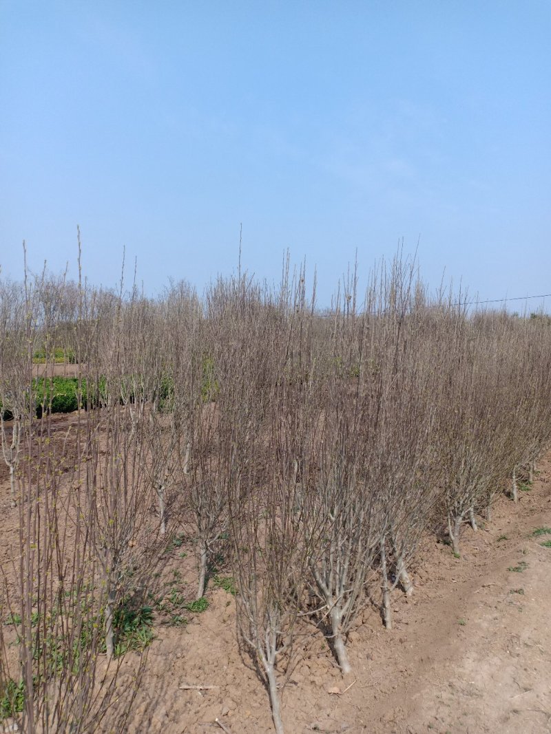木槿，，，基地一手货源，欢迎新老客户咨询订购，量大从优！