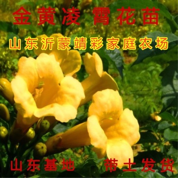 金黄凌霄花苗爬藤植物爬藤凌霄花苗南北方种植