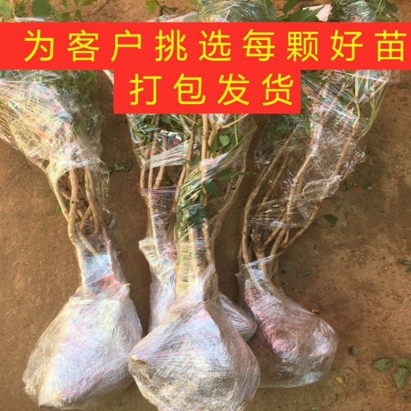 金黄凌霄花苗爬藤植物爬藤凌霄花苗南北方种植