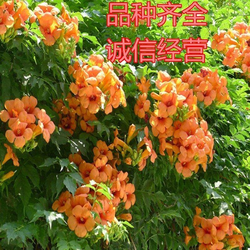 金黄凌霄花苗爬藤植物爬藤凌霄花苗南北方种植