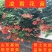金黄凌霄花苗爬藤植物爬藤凌霄花苗南北方种植